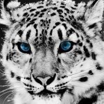 Martin__33